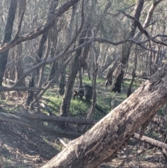 Wallabia bicolor (Swamp Wallaby) at The Rock Nature Reserve - 4 Jul 2019 by Darcy