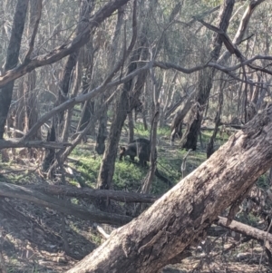 Wallabia bicolor at The Rock, NSW - 4 Jul 2019