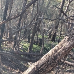 Wallabia bicolor at The Rock, NSW - 4 Jul 2019
