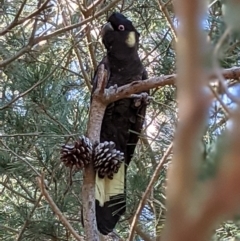 Calyptorhynchus funereus (Yellow-tailed Black-Cockatoo) at Currawang, NSW - 23 Aug 2021 by camcols