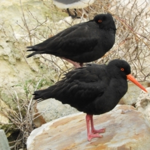 Haematopus fuliginosus at American River, SA - 20 Jun 2020