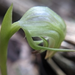 Pterostylis nutans (Nodding Greenhood) at Currawang, NSW - 19 Aug 2021 by camcols