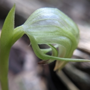 Pterostylis nutans at Currawang, NSW - 19 Aug 2021