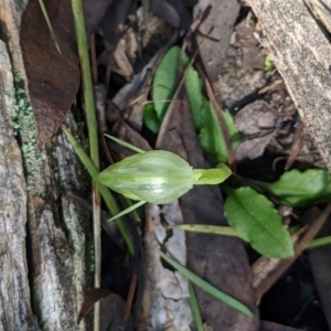 Pterostylis nutans at Currawang, NSW - 19 Aug 2021