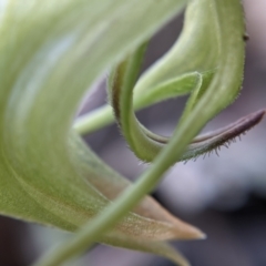 Pterostylis nutans at Currawang, NSW - 19 Aug 2021