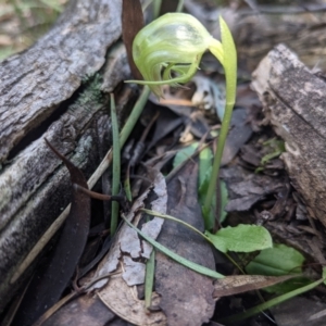 Pterostylis nutans at Currawang, NSW - 19 Aug 2021