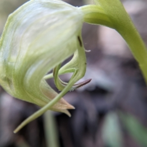 Pterostylis nutans at Currawang, NSW - 19 Aug 2021