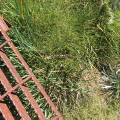 Eulamprus kosciuskoi (Alpine Water Skink) at Kosciuszko National Park, NSW - 4 Mar 2015 by Darcy