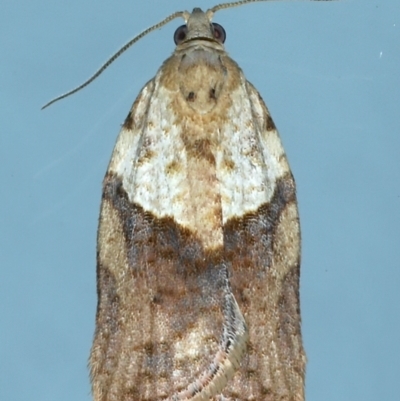 Epiphyas postvittana (Light Brown Apple Moth) at Ainslie, ACT - 27 Jul 2021 by jb2602