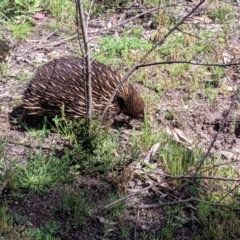Tachyglossus aculeatus (Short-beaked Echidna) at Clarkes Hill Nature Reserve - 1 Oct 2020 by Darcy