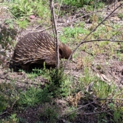 Tachyglossus aculeatus at Maragle, NSW - 1 Oct 2020 12:06 PM