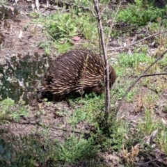 Tachyglossus aculeatus at Maragle, NSW - 1 Oct 2020 12:06 PM