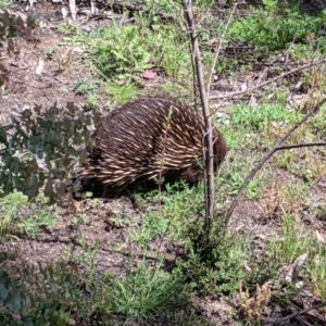 Tachyglossus aculeatus at Maragle, NSW - 1 Oct 2020 12:06 PM