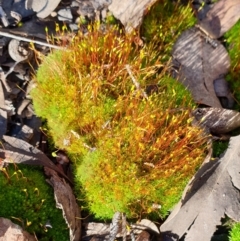 Unidentified Moss, Liverwort or Hornwort at Holt, ACT - 19 Aug 2021 by drakes