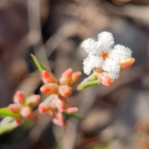 Leucopogon virgatus at Holt, ACT - 20 Aug 2021