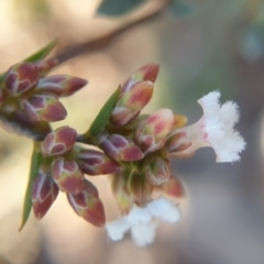 Leucopogon virgatus at Holt, ACT - 20 Aug 2021 09:30 AM