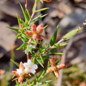 Leucopogon virgatus at Holt, ACT - 20 Aug 2021