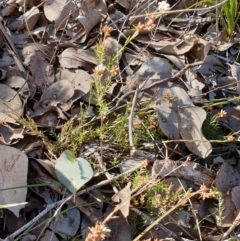 Leucopogon virgatus at Holt, ACT - 20 Aug 2021