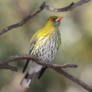 Oriolus sagittatus at Irymple, NSW - 11 Sep 2012 09:07 AM