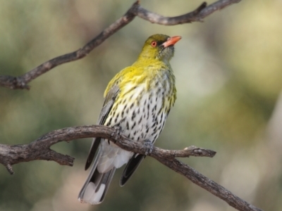 Oriolus sagittatus (Olive-backed Oriole) at Irymple, NSW - 11 Sep 2012 by Harrisi