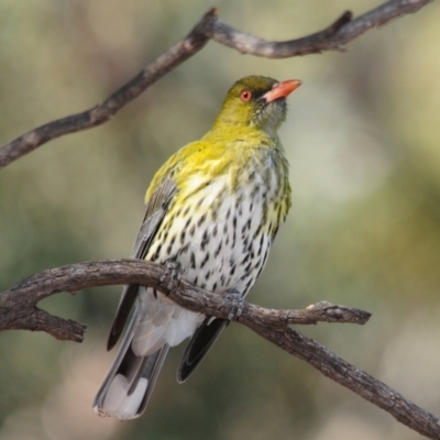 Oriolus sagittatus (Olive-backed Oriole) at Irymple, NSW - 10 Sep 2012 by Harrisi