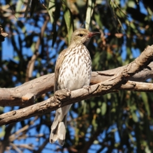 Oriolus sagittatus at Irymple, NSW - 11 Sep 2012 09:07 AM