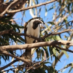 Entomyzon cyanotis (Blue-faced Honeyeater) at Yathong Nature Reserve - 10 Sep 2012 by Harrisi