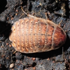 Calolampra sp. (genus) (Bark cockroach) at Yathong Nature Reserve - 11 Sep 2012 by Harrisi