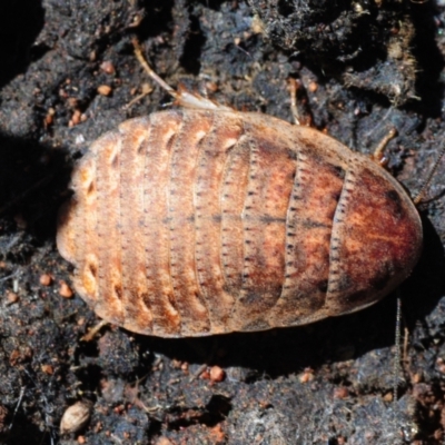 Calolampra sp. (genus) (Bark cockroach) at Irymple, NSW - 11 Sep 2012 by Harrisi