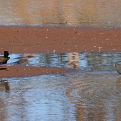 Tribonyx ventralis (Black-tailed Native-hen) at Irymple, NSW - 12 Sep 2012 by Harrisi