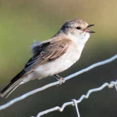 Microeca fascinans (Jacky Winter) at Yathong Nature Reserve - 11 Sep 2012 by Harrisi