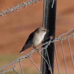 Microeca fascinans at Irymple, NSW - 12 Sep 2012