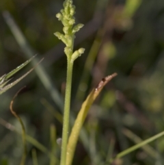 Microtis sp. (Onion Orchid) at Bonang, VIC - 21 Nov 2020 by JudithRoach