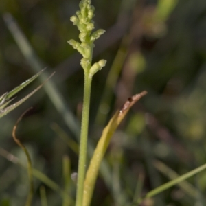 Microtis sp. at Bonang, VIC - suppressed