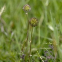 Acaena novae-zelandiae (Bidgee Widgee) at Bonang, VIC - 20 Nov 2020 by JudithRoach