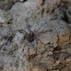 Unidentified Other hunting spider at Bonang, VIC - 6 Mar 2021 by Laserchemisty
