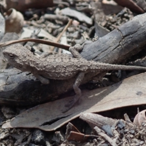 Rankinia diemensis at Bonang, VIC - 7 Mar 2021