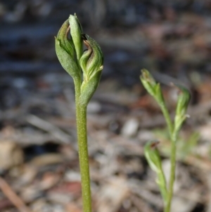 Speculantha rubescens at Bonang, VIC - 4 Apr 2021