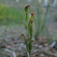 Unidentified Orchid at Bonang, VIC - 2 Apr 2021 by Laserchemisty