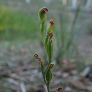 Speculantha rubescens at Bonang, VIC - suppressed