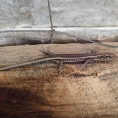 Pseudemoia spenceri (Spencer's Skink) at Bonang, VIC - 7 Mar 2021 by Laserchemisty