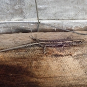 Pseudemoia spenceri at Bonang, VIC - 7 Mar 2021