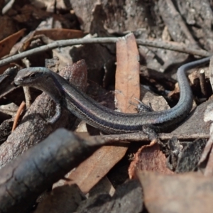 Lampropholis guichenoti at Bonang, VIC - 7 Mar 2021