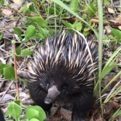 Tachyglossus aculeatus (Short-beaked Echidna) at Evans Head, NSW - 24 Aug 2021 by AliClaw