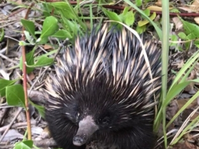 Tachyglossus aculeatus (Short-beaked Echidna) at Evans Head, NSW - 23 Aug 2021 by AliClaw