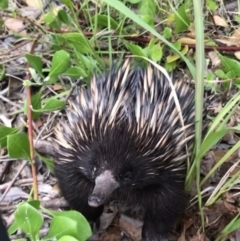 Tachyglossus aculeatus (Short-beaked Echidna) at Evans Head, NSW - 23 Aug 2021 by AliClaw