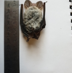 Nyctophilus sp. (genus) (A long-eared bat) at Kambah, ACT - 24 Aug 2021 by gregbaines