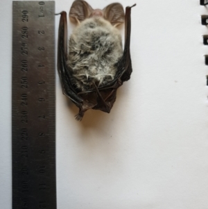 Nyctophilus sp. (genus) at Kambah, ACT - 24 Aug 2021 07:58 AM