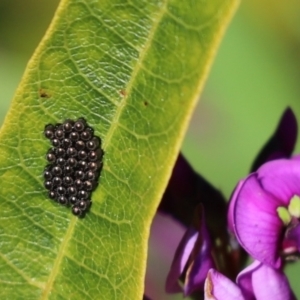 Oechalia schellenbergii at Cook, ACT - 22 Aug 2021