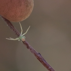 Lehtinelagia sp. (genus) (Flower Spider or Crab Spider) at Kaleen, ACT - 14 Aug 2021 by Tammy